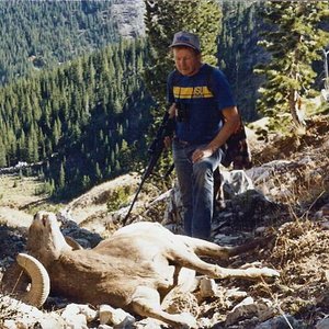 My Bighorn Ram, where he dropped, in the Sun River area of the Bob Mashall Wilderness.  October 10,1988.