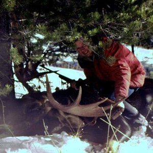 Shiras Moose; 47" spread; not much for palms; taken near Quake Lake, Montana on the last day of the season (Dec. 15th) 1969.  I tracked him in fr