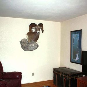 bighorn sheep mount 006