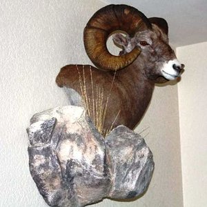 bighorn sheep mount 007