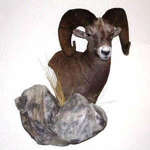 bighorn sheep mount 001a