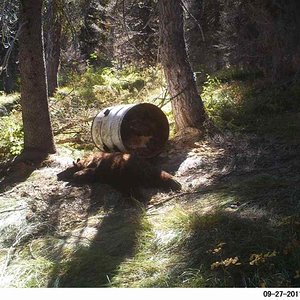 This bear decided to take a nap at the bait