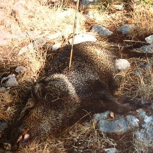 Javelina..Y/O Ranch, Mt Home, Texas