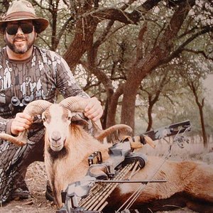 Corsican Sheep..YO Ranch, Mt. Home, Texas…PSE Compound Bow