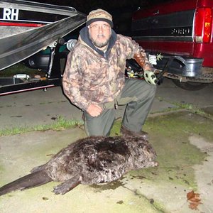 68 lb Beaver…California Delta…Fred bear T/D Recurve
