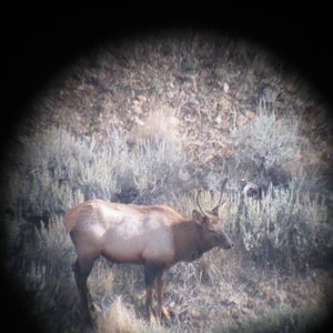 Late season archery, I had him at 45 yards for 5 minutes. I should of picked up my elk tag, maybe I would of packed him out.....