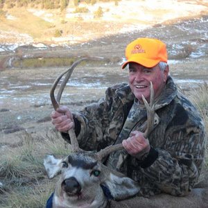 dad mule deer