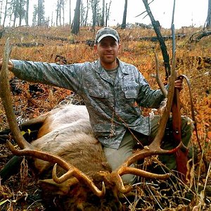 Idaho Bull