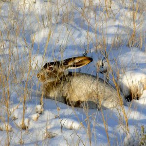 Snowshoe