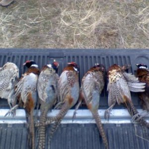 2009 pheasant hunt with dad