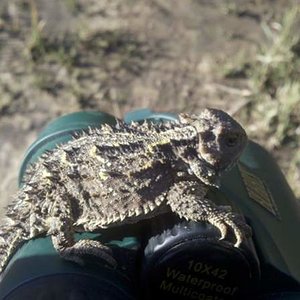 horny toad