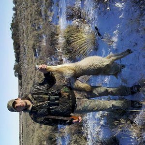 Calling yotes