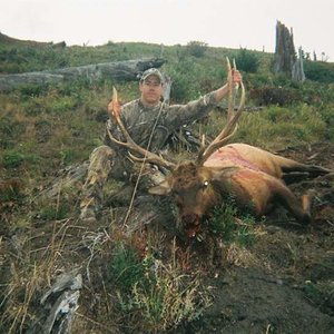 WA state Roosevelt elk