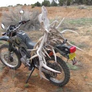 another view of the skull and antlers on my bike