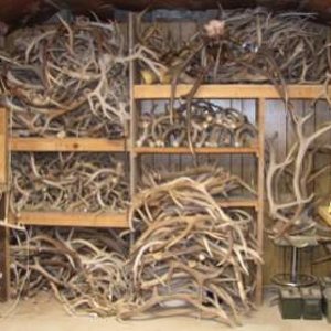 this is my wall of antlers in my workshop