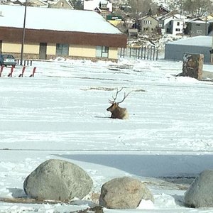 Only bull we saw on public lands. Too bad it was on the local high school football field!