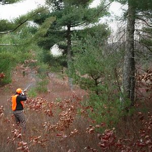 This was a picture my buddy caught of me tagging a pheasant.  Always fun going after them.