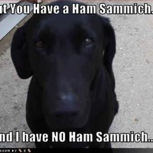 ham sandwich