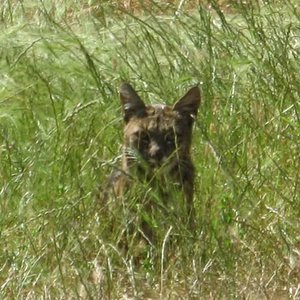 bobcat