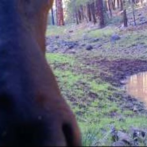 HUNT1159