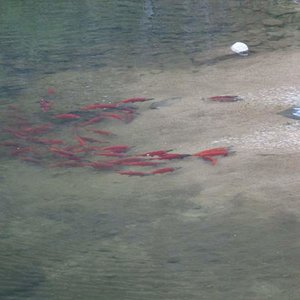 Kokanee run