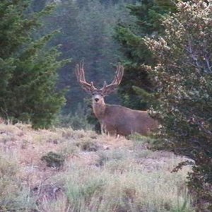 Deer 2012 Scouting Trip