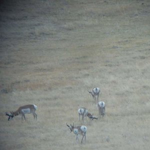 Group bucks