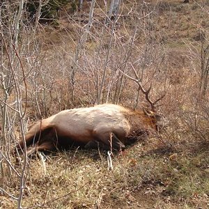 Picture of my 5 X 5 bull elk I harvested in the Gravallys in 2012.