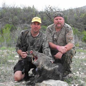 Texas javelina 3/2012