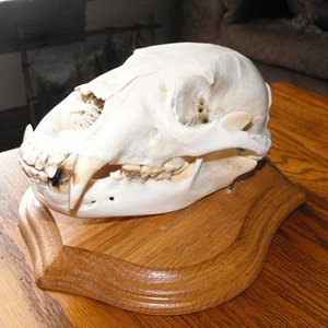 2012 bear skull