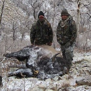 2011 Henry Mtn Bull. One of the toughest hunts out there. The head alone weighs 100lbs capped.