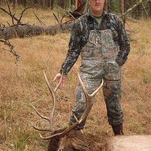 My 2010 4 X 4 elk from the Gravallys.  Took the orange off just prior to tagging and gutting him.