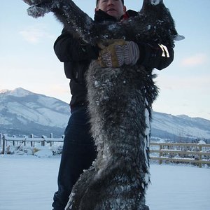 Montana wolf!