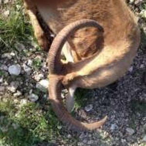 Ryan Snipes Trophy Aoudad