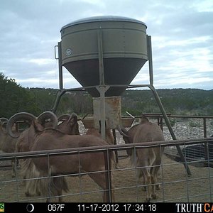 Game Camera