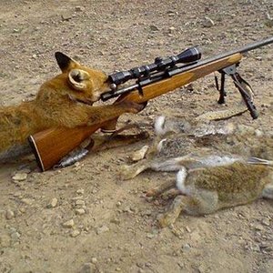 fox hunting