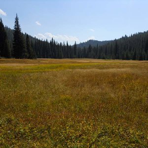 Nice meadow in the middle of a dense forest.