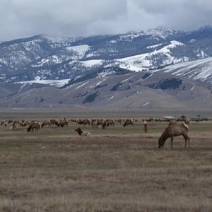 More of the herd