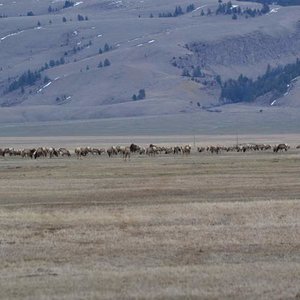 Part of the herd in the refuge