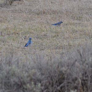 A couple of bright blue's