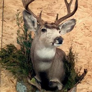 Buck mount