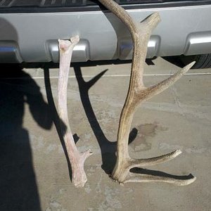 Sweet Sheds