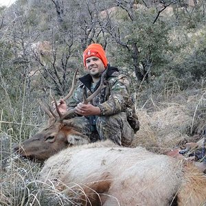 Elk2