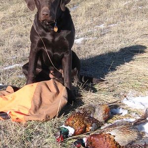 Buster at nine months and hunting pretty good.  No pressure good bad all was a fun time with him at this age..