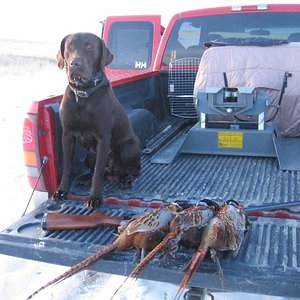 Buster posing with his birds