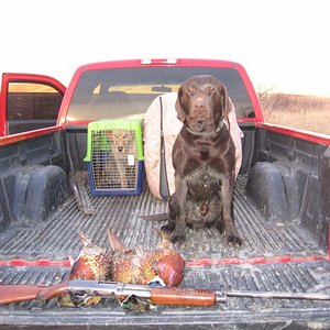 Buster with res birds and the J.C. Higgins of great grandpa's