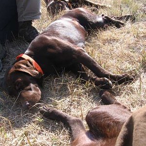 after the hunt nap time for the brown boys