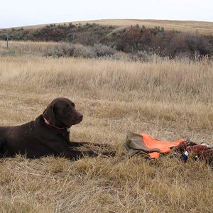 At three yrs. calming down and hunting well, better on down birds