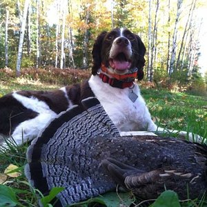 2013 Ruffed Grouse