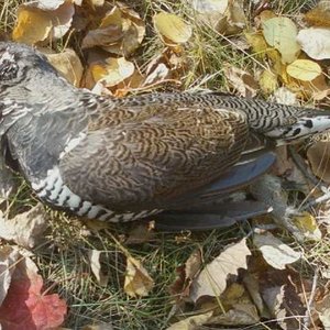 2011 Spruce Grouse